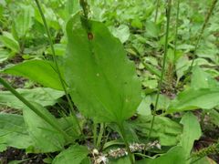 Plantago major