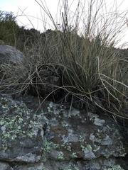 Beaucarnea