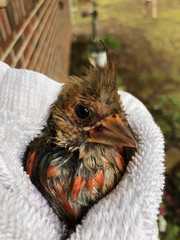 Cardinalis cardinalis