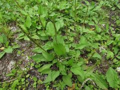Plantago major