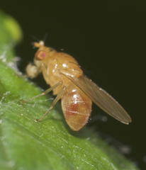 Camptoprosopella slossonae
