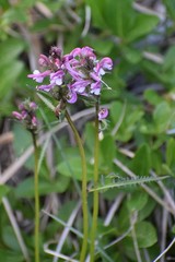 Pedicularis sudetica interior