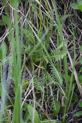 Pedicularis sudetica interior