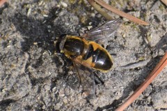 Helophilus lapponicus