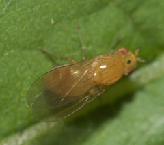 Camptoprosopella slossonae
