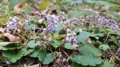 Veronica regina-nivalis