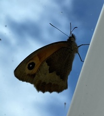 Maniola jurtina