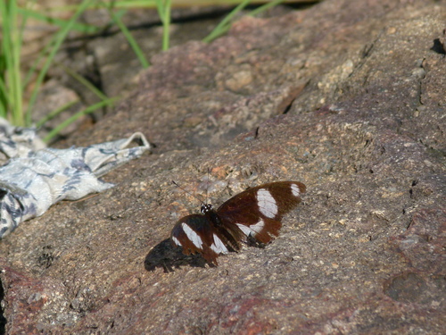 Danaid Eggfly