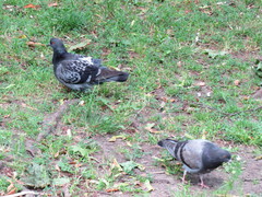 Columba livia domestica