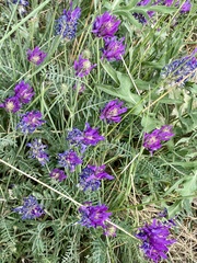 Astragalus onobrychis