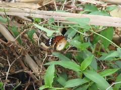 Danaus chrysippus alcippus