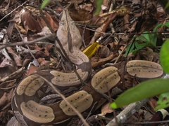 Boa constrictor constrictor