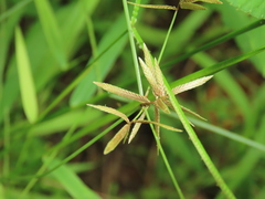 Cyperus flavidus