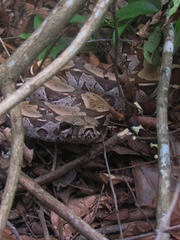 Boa constrictor constrictor