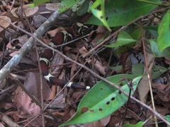 Boa constrictor constrictor