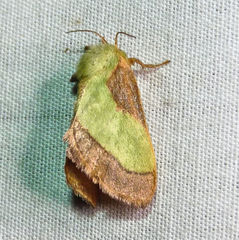 Parasa chloris