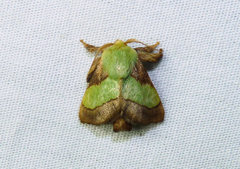 Parasa chloris
