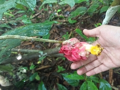 Drymonia coccinea