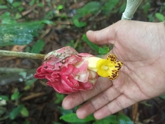 Drymonia coccinea