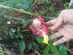 Drymonia coccinea