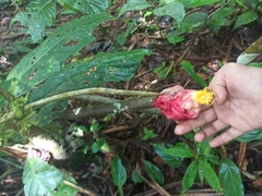 Drymonia coccinea