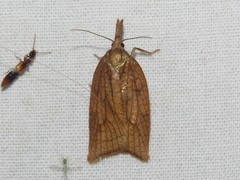 Sparganothis xanthoides