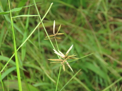 Cyperus flavidus
