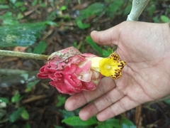 Drymonia coccinea