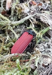 Pyropterus nigroruber