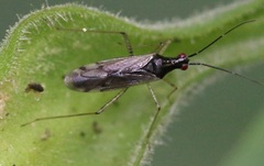 Dicyphus errans