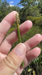 Eleocharis equisetoides