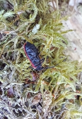 Pyropterus nigroruber