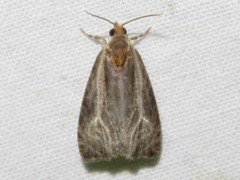 Olethreutes quadrifidum