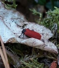 Pyropterus nigroruber