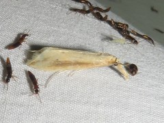 Donacaula longirostrallus