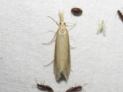 Donacaula longirostrallus