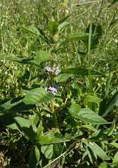 Mentha arvensis