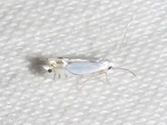 Phyllocnistis vitifoliella