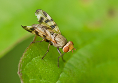 Melieria crassipennis