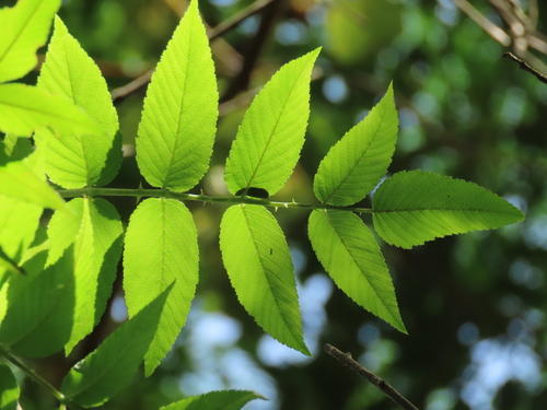 Image of Atherton Raspberry (Rubus fraxinifolius) by (c) chiuluan, some rights reserved (CC BY)
