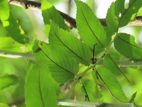 Image of Atherton Raspberry (Rubus fraxinifolius) by (c) chiuluan, some rights reserved (CC BY)