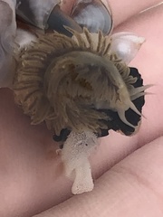 Fiona pinnata