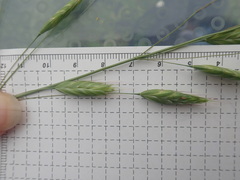 Bromus secalinus