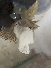 Fiona pinnata