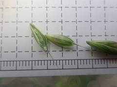 Bromus secalinus