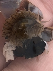 Fiona pinnata