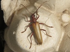 Centrodera decolorata