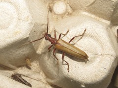 Centrodera decolorata