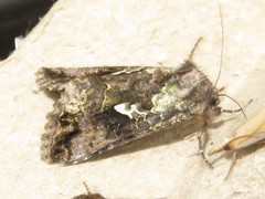 Syngrapha cryptica