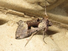 Autographa ampla